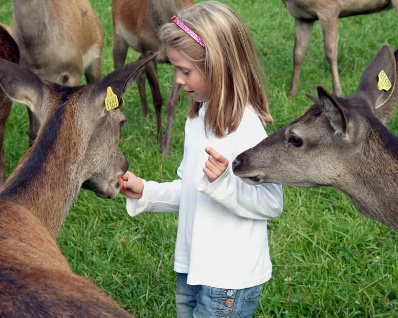 Born møter hjort på hjortefarm