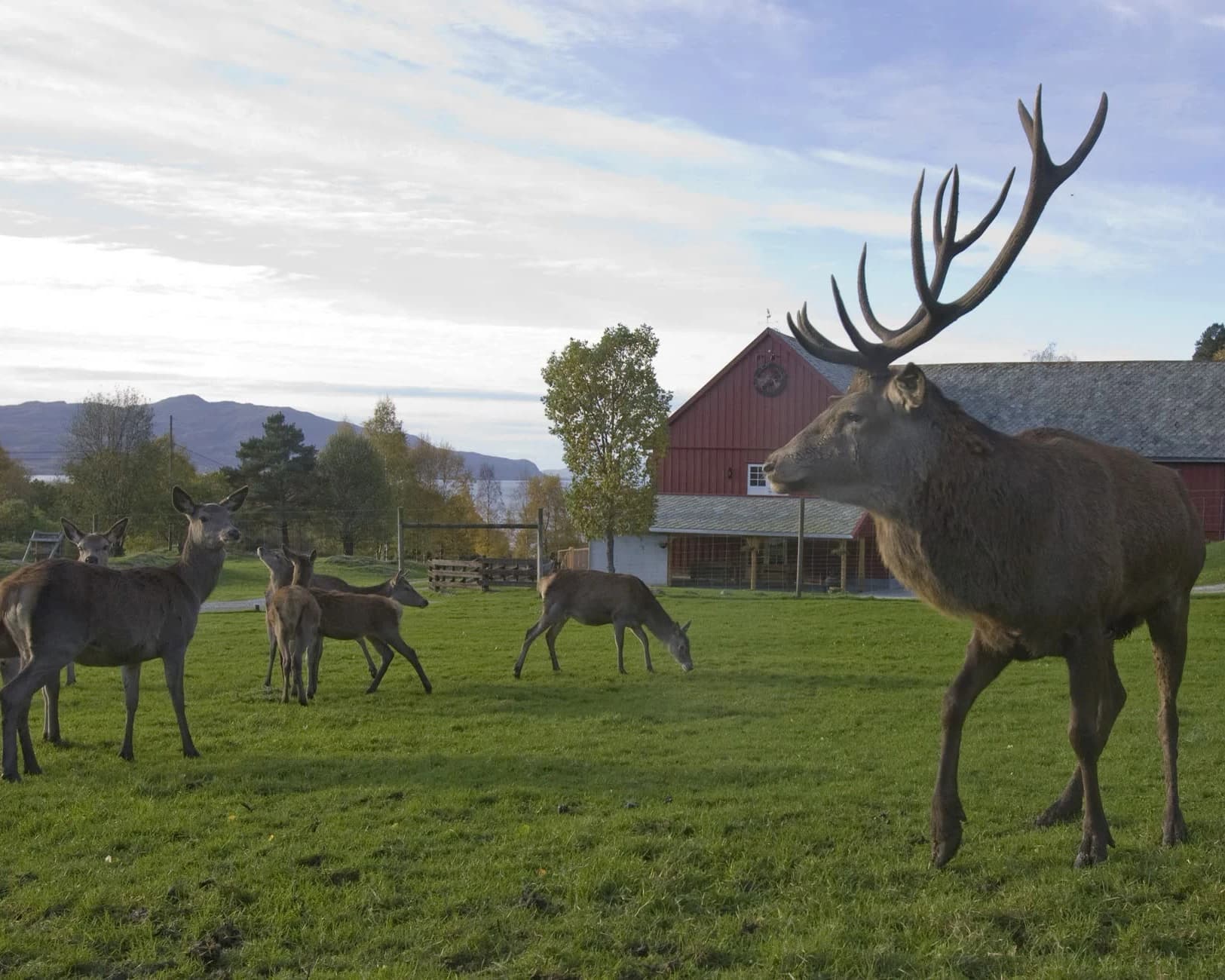 Hjortefarm i vestlandsk kulturlandskap