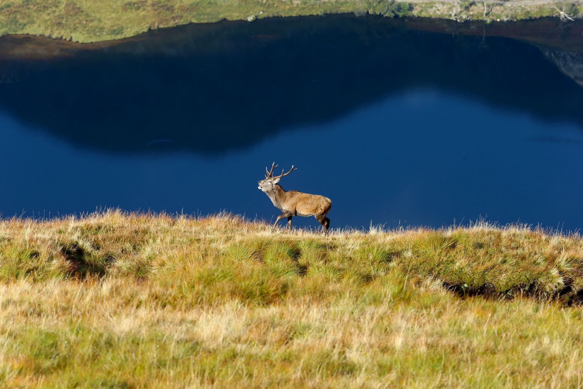 Hjort i vestlandsk fjellandskap