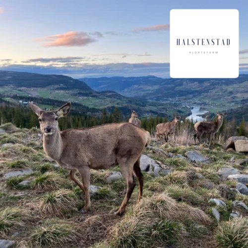 halstenstad hjortefarm ole skaug